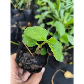 🌱ต้นพันธุ์ผักปราบใบมน(2ถุงเพาะชำ)ปลูกต่อได้🌱ผักปราบ🌱พืชสมุนไ…