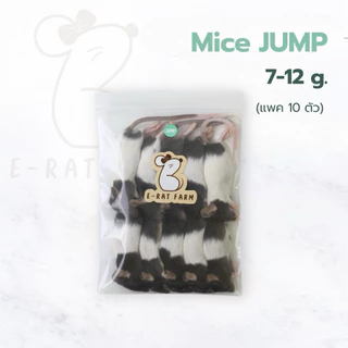หนูแช่แข็ง Mice NB–XXL แพค 10 ตัว | E-Rat Farm อาหารงูขายมานาน7 ปี