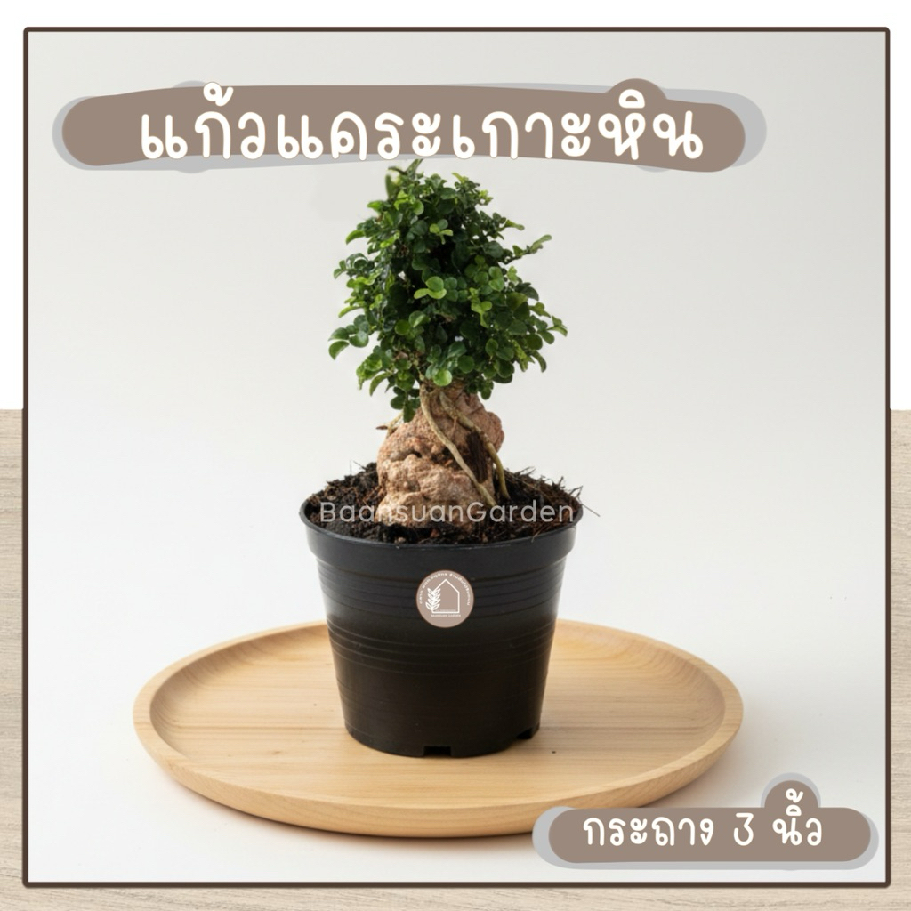 ต้นแก้วแคระ เกาะหิน บอนไซ กระถาง 3 นิ้ว