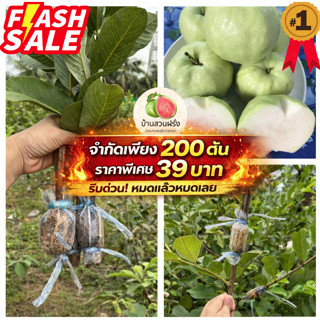 🔥ลด20บาท200ต้นสุดท้าย🔥🍏ต้นฝรั่งสุ่ยมี่(สายน้ำผึ้ง)🔥ฟรี10แถม1…