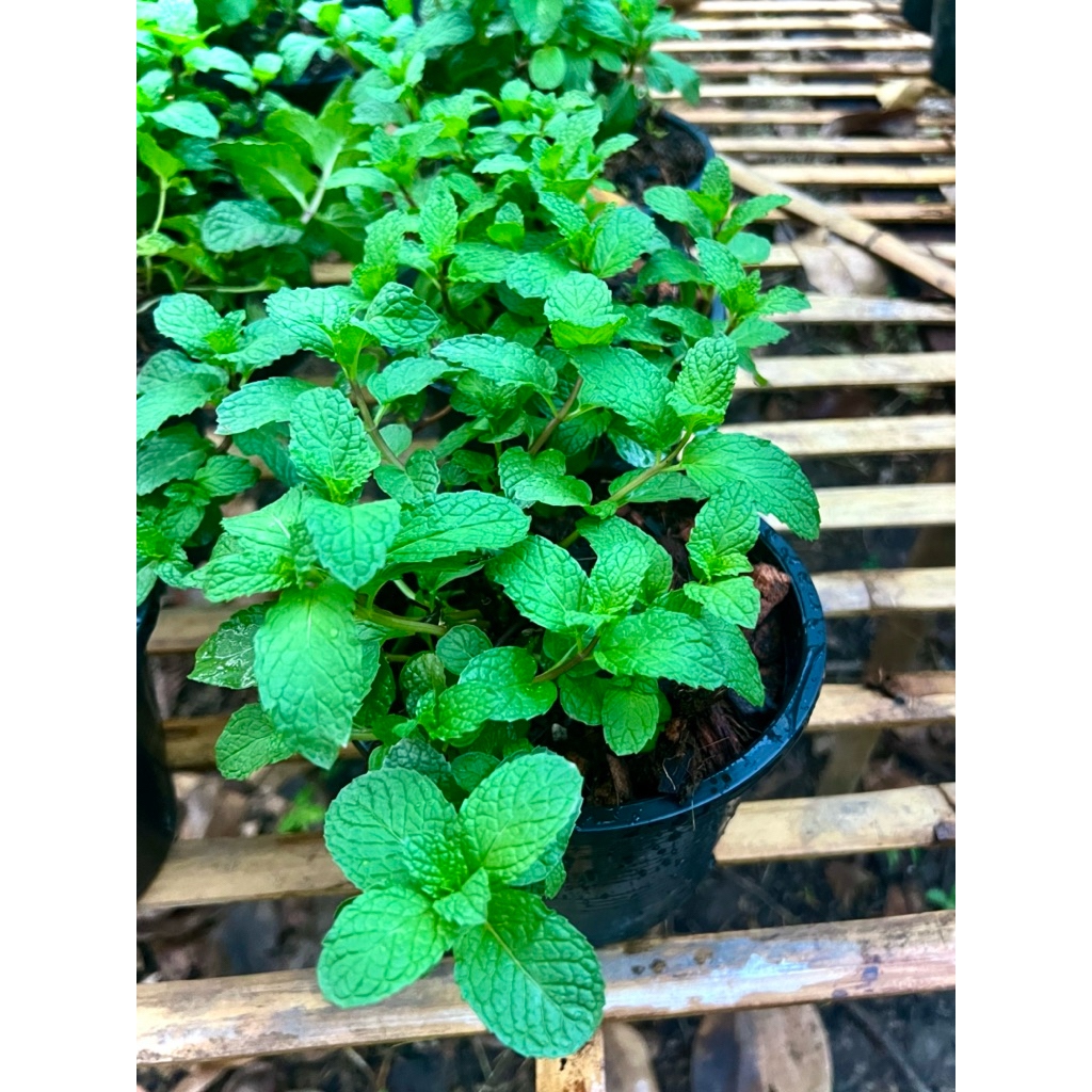 ต้นสาระแหน่ (pepper mint) สมุนไพรไทย ผักสวนครัว ผักปลอดสารพิษ ในกระถาง8นิ้ว พร้อมลวดสำหรับแขวน