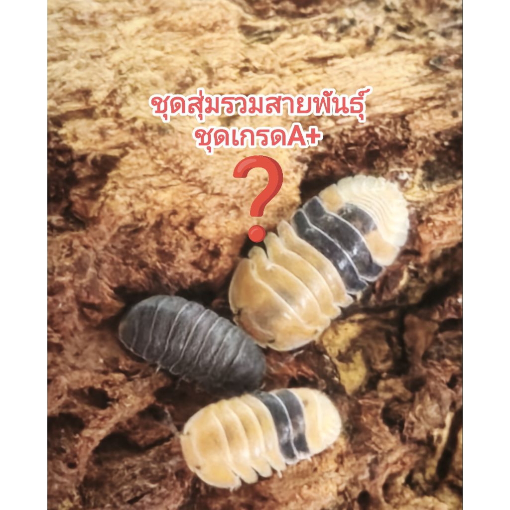 ????ชุดกล่องอาหารสัตว์สุ่มรวมเกรดA+/5-6ต.