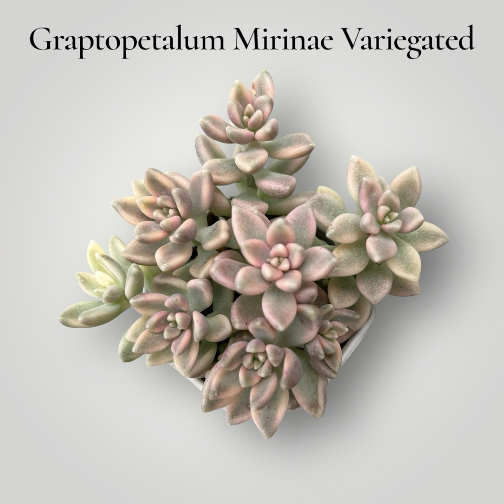 Graptopetalum Mirinae Variegated เมดูซ่าด่าง กุหลาบหิน ไม้อวบนำ้ ขนาด 2 นิ้ว