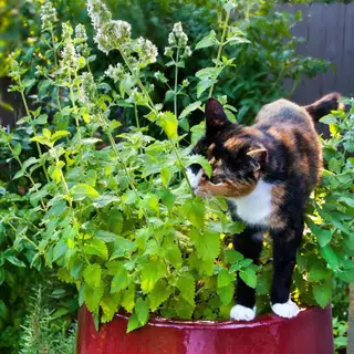 เมล็ดพันธุ์ แคทนิป สมุนไพรแมว Catnip Seed บรรจุ 1000 เมล็ด คุณภาพดี ราคาถูก ของแท้ 100%