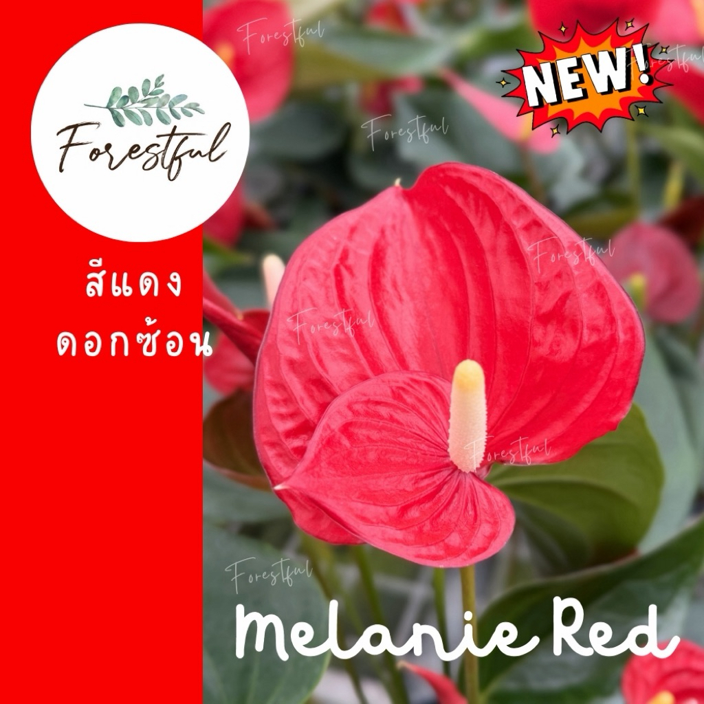 👑ใหม่👑 หน้าวัวสีแดงดอกซ้อน 🍅 Melanie Red 🍅 กระถาง 7 นิ้ว สินค้ามีพร้อมส่งค่ะ