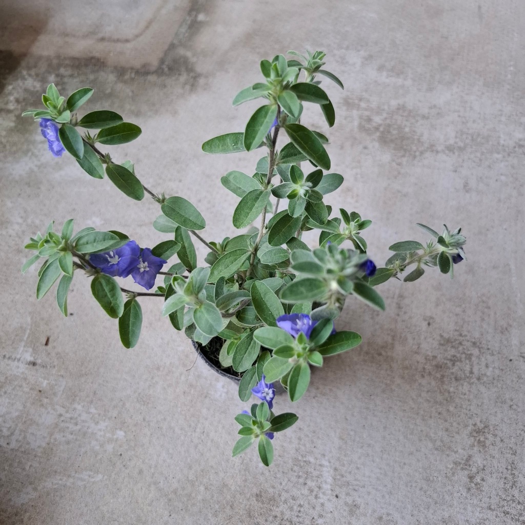 ฟ้าประดิษฐ์ ไม้ดอก Ground-morning Glory