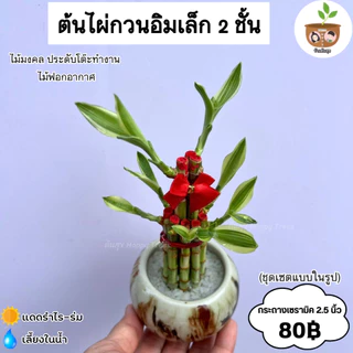 ไผ่กวนอิมกระถางเซรามิค ทั้งเซตแบบในรูป จัดส่ง 2 ต้นขึ้นไป คละแบบได้