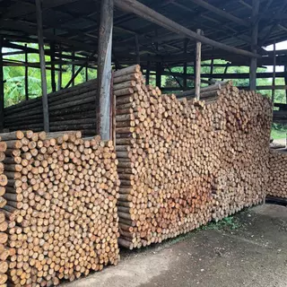 ชุดค้ำต้นไม้ DIY ไม้ขนาด 1.5 นิ้ว สูง 1 เมตร พร้อมตะปู สำหรับต้นไม้สูง 1.5 เมตร ขึ้นไป