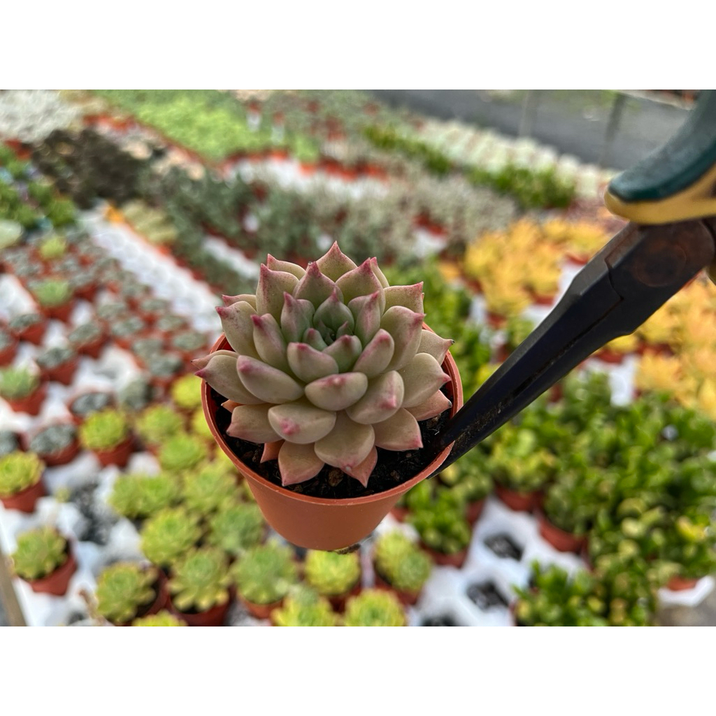 Echeveria Hart brown