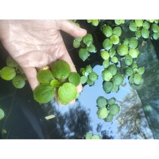 🌿 จอกญี่ปุ่นแคระแท้ 100% ใบจิ๋วขนาด 2 cm. (Japanese Frogbit) 🌿