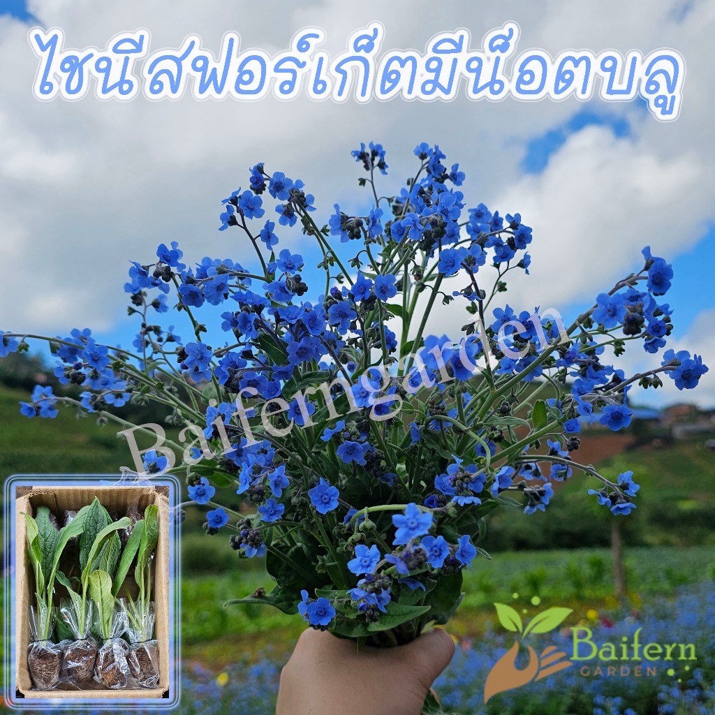 ต้นกล้าดอกไชนีสฟอร์เก็ตมีน็อตบลู รากแน่น ต้นแข็งแรงพร้อมปลูก ออกดอกตลอดทั้งปี