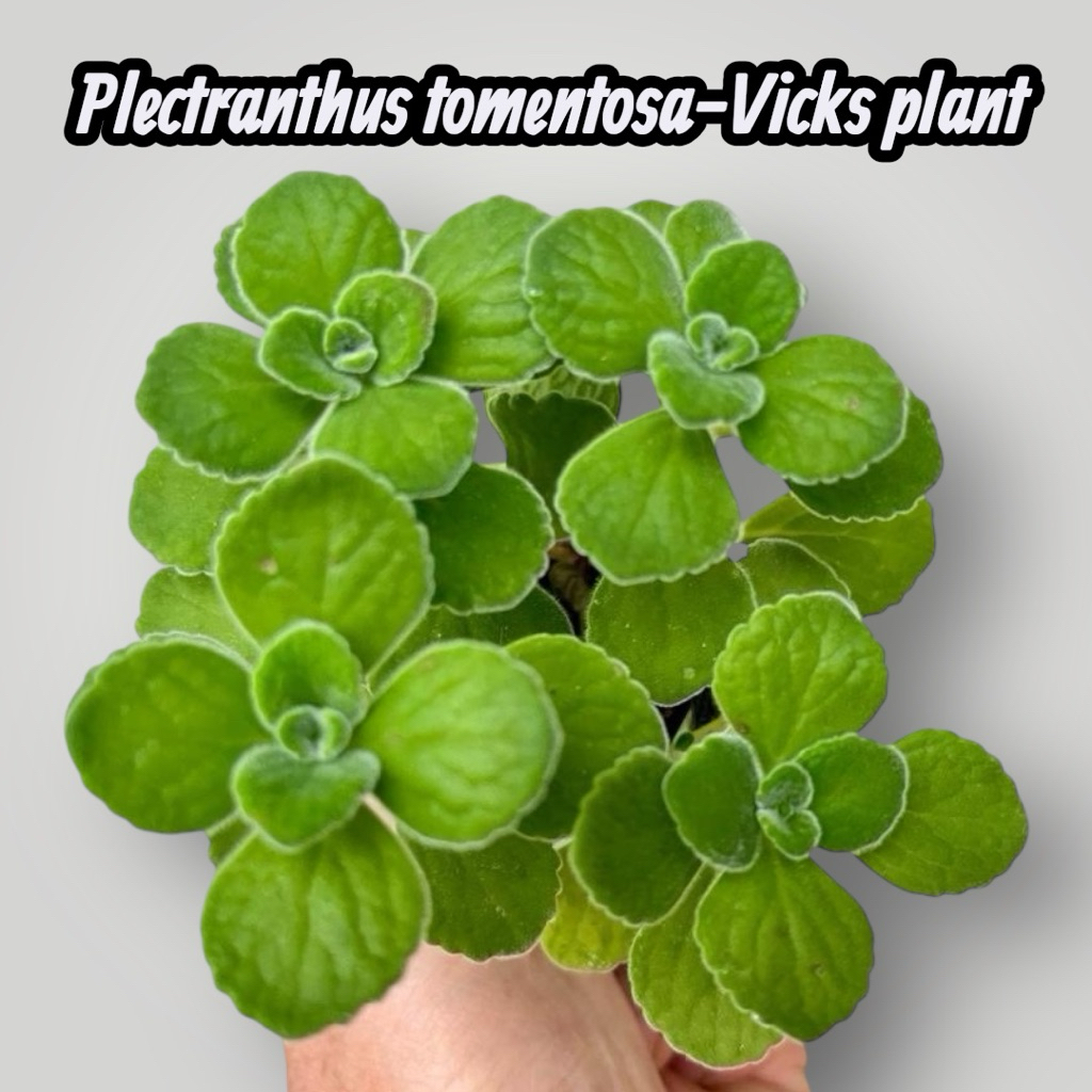 ต้นวิคส์หอม (Plectranthus tomentosa-Vicks plant) กระถาง 2 นิ้ว มี 3-4 ต้น