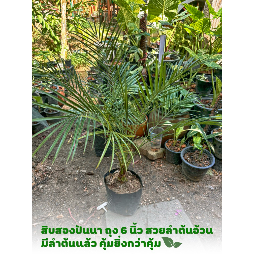 ต้นสิบสองปันนา สิบสองปันนา ปาล์มสิบสองปันนา Phoenix loureiroi Kunth ต้นสูงพร้อมปลูกครับ