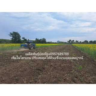 เมล็ดพันธุ์ปอเทือง15กิโลกรัมปี2569 งอกดี