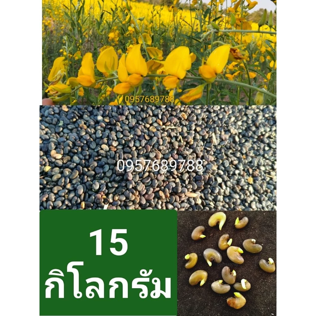 เมล็ดพันธุ์ปอเทือง15กิโลกรัมปี2569 งอกดี