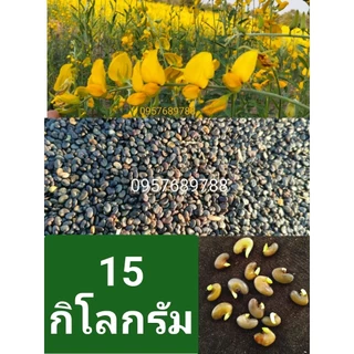 เมล็ดพันธุ์ปอเทือง15กิโลกรัมปี2569 งอกดี