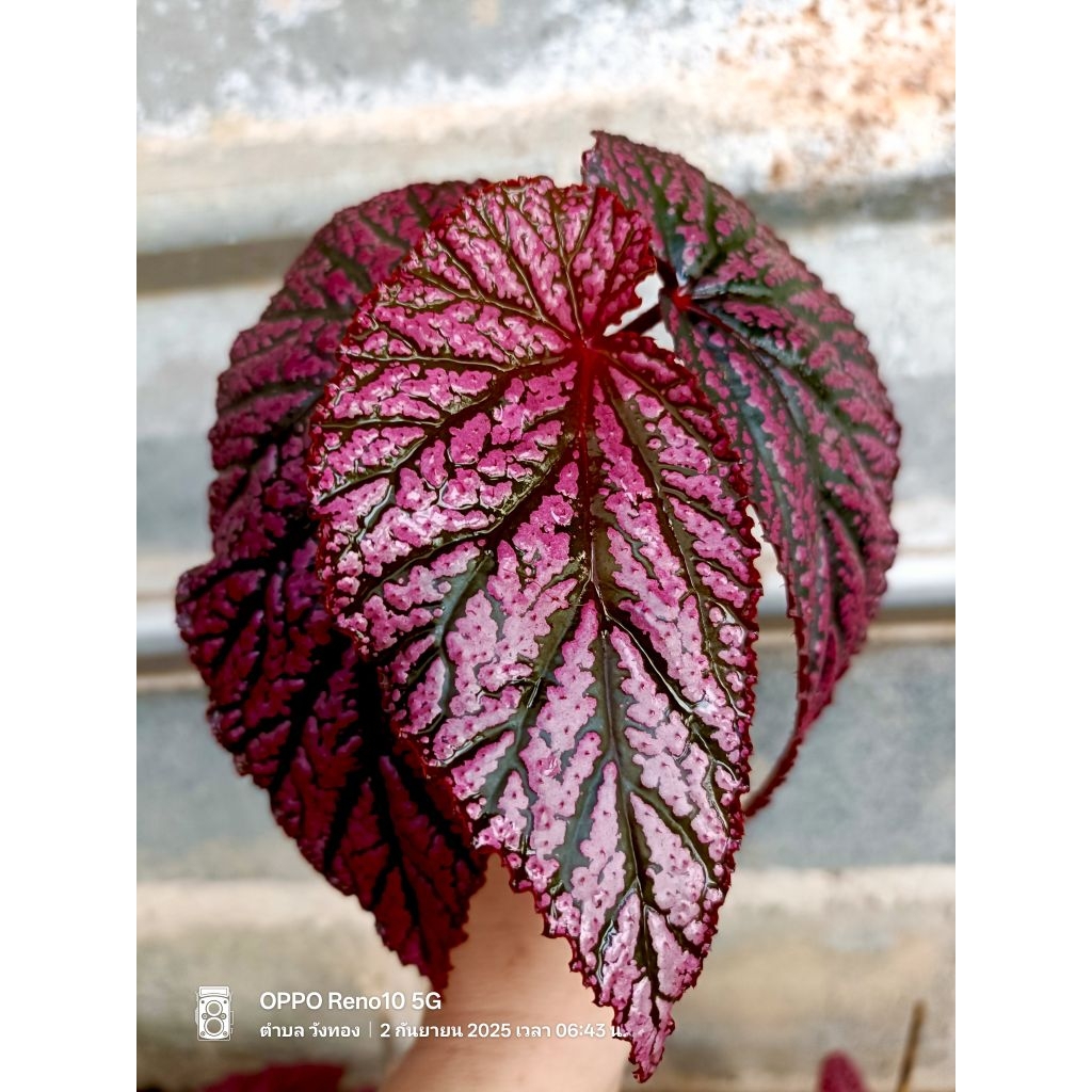 บีโกเนีย เรดเบอร์รี่ (Red Berry)กระถาง 4 นิ้ว 59 บาท