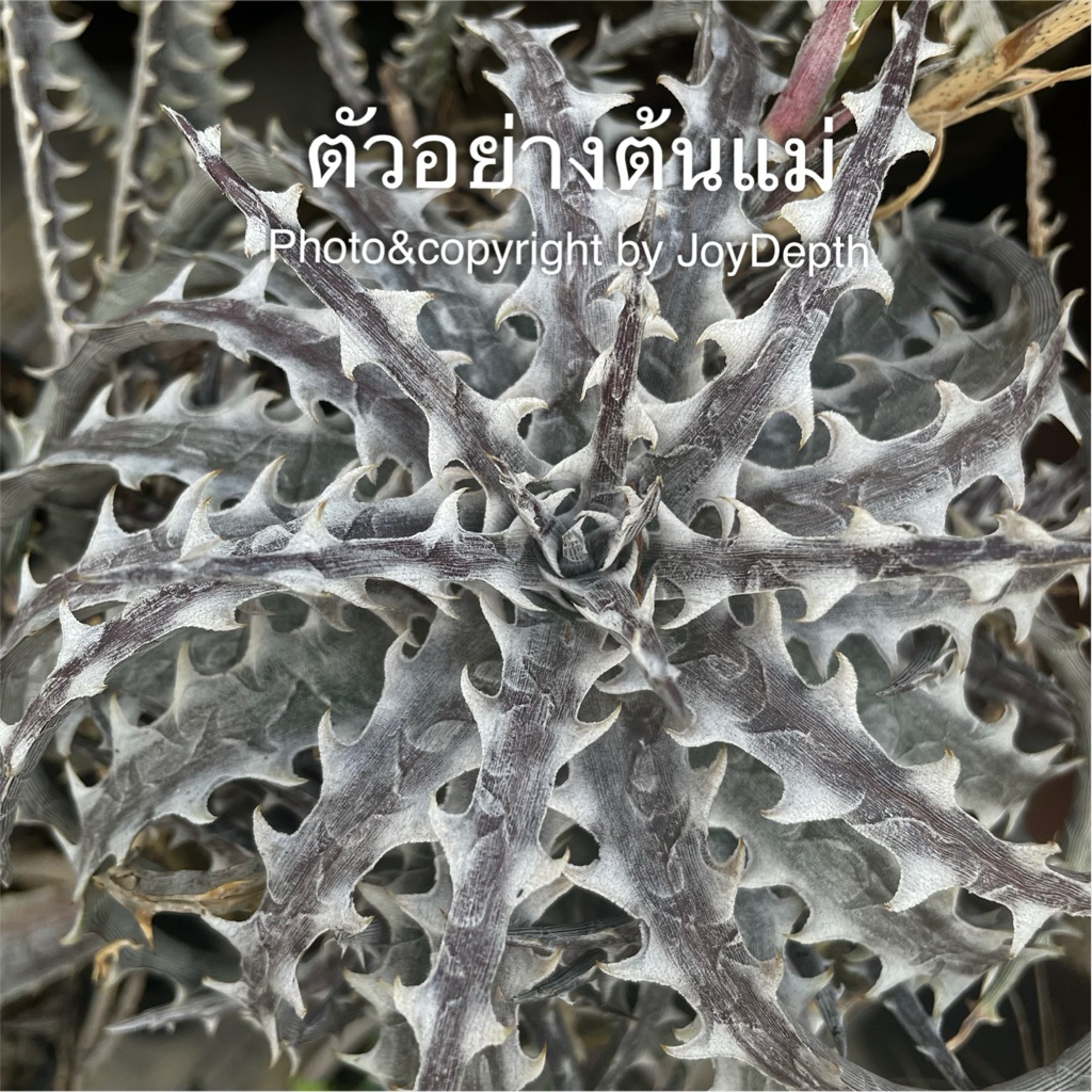 Dyckia Little Wing/ดิ๊กเกีย ขายกระถางละ 250 บาท
