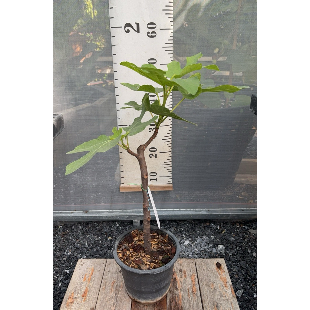 มะเดื่อฝรั่ง Fig พันธุ์ Black LDA