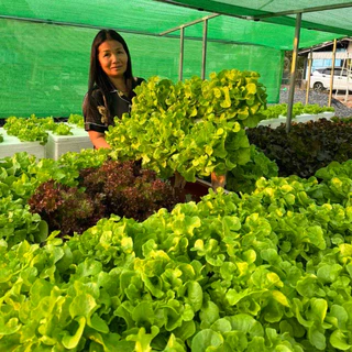 ปุ๋ย AB ชนิดแห้ง 10 ลิตร สูตรเข้มข้น ปลูกได้ 125 กล่อง แถมฟรีถ้วยตวงปุ๋ย+คู่มือ - เกษตรกรรมยั่งยืน