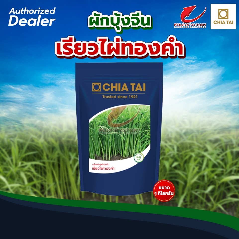 เมล็ดพันธุ์ผักบุ้งจีน เรียวไผ่ทองคำ ตราเจียไต๋ ขนาด 1 กิโลกรัม