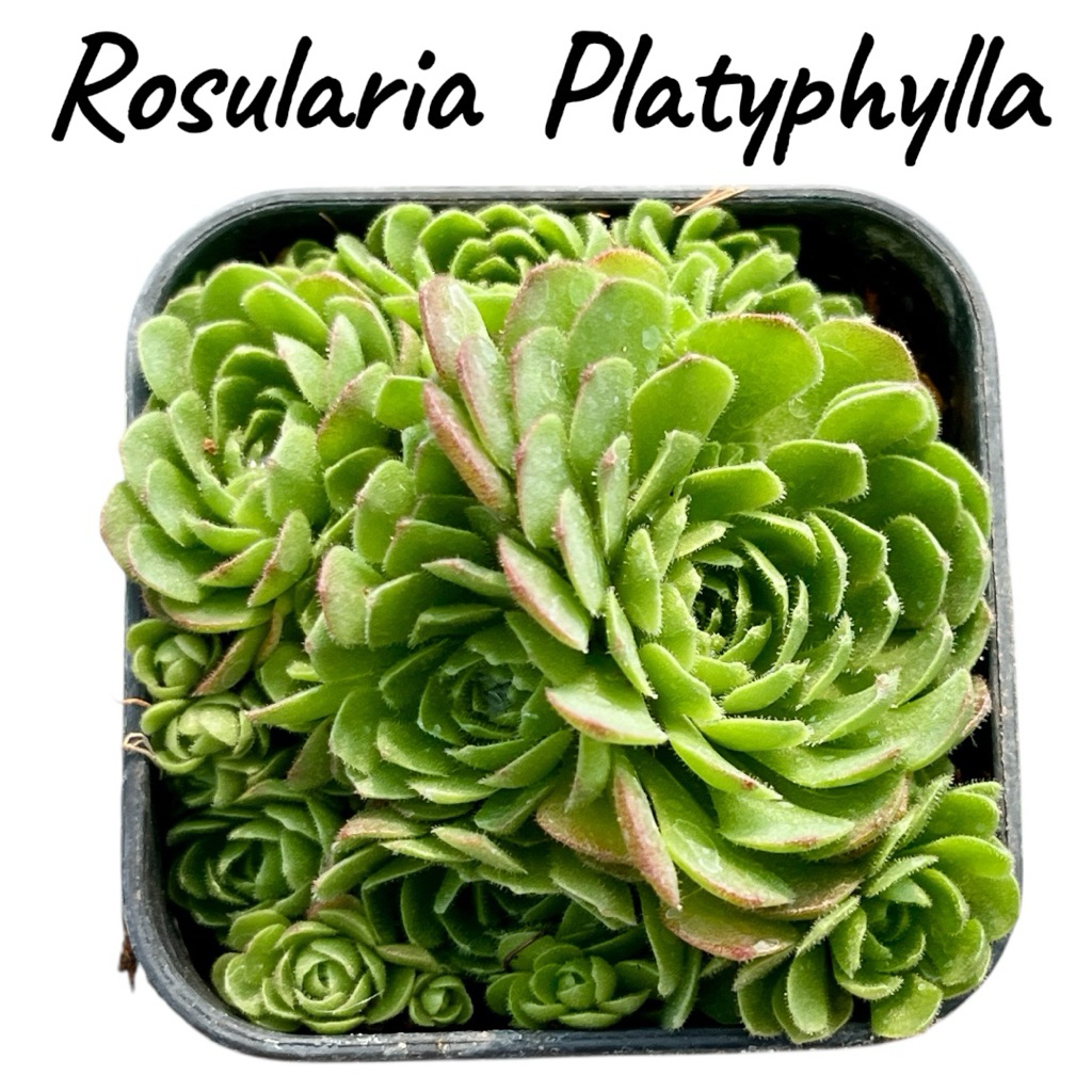 Rosularia Platyphylla กุหลาบหิน ไม้อวบน้ำ ขนาด 2 นิ้ว