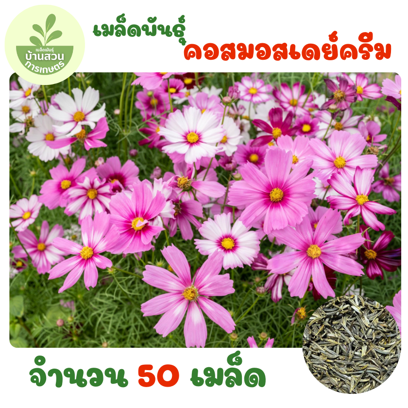 เมล็ดพันธุ์คอสมอสเดย์ครีม 50 เมล็ด