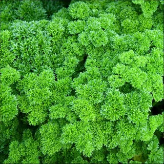 เมล็ดพันธุ์ พาสลีย์ใบหงิก Moss Curled Parsley Seed บรรจุ 500 เมล็ด คุณภาพดี ของแท้ 100%