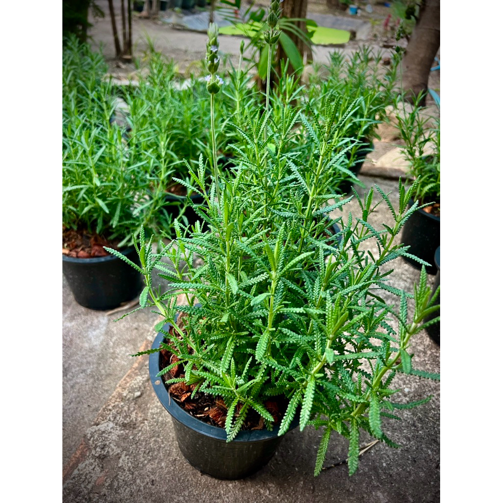 ต้นลาเวนเดอร์ ลาเวนเดอร์ฝรั่งเศส Lavandula Dentata/Lavander /French Lavender ในกระถาง8นิ้ว