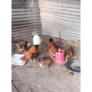 ไข่เชื้อไก่เหวินชาง(ไก่ไหหลำ)ขายเป็นชุด