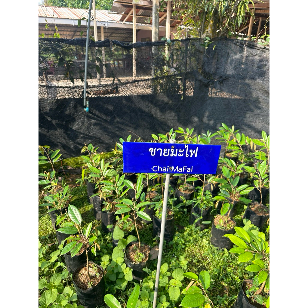 ต้นทุเรียนพันธุ์ ชายมะไฟ