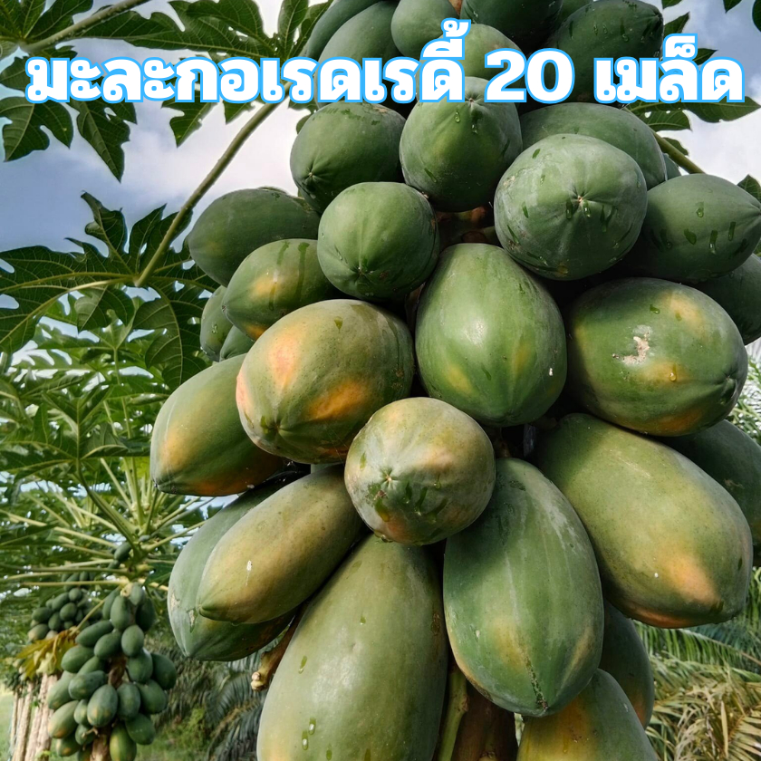 เมล็ดพันธุ์มะละกอเรดเรดี้ 20 เมล็ด