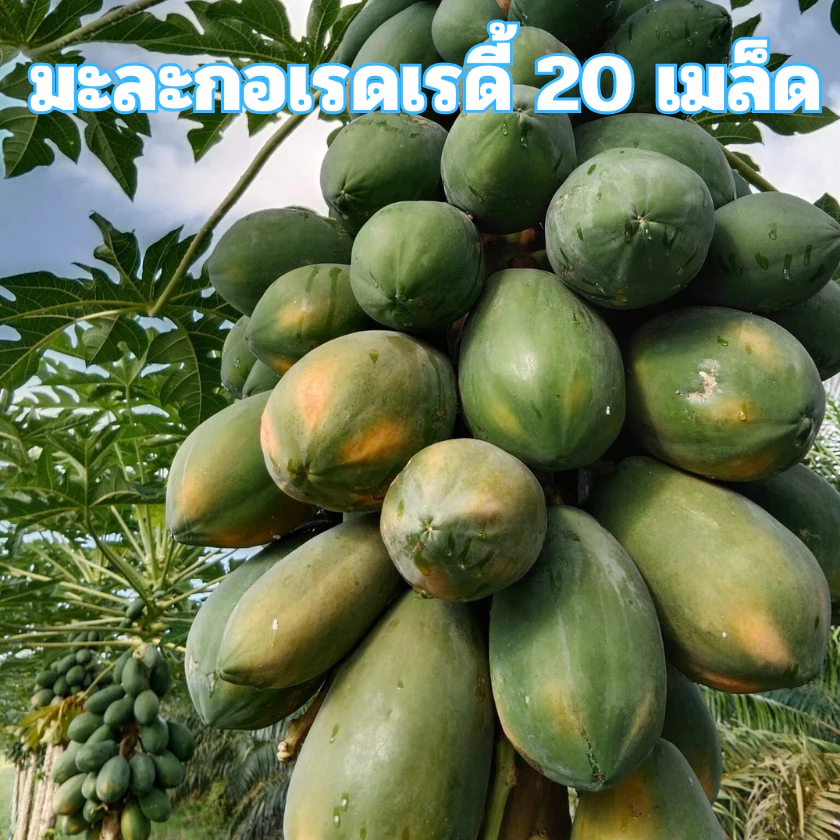 เมล็ดพันธุ์มะละกอเรดเรดี้ 20 เมล็ด