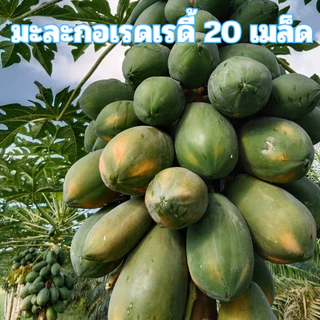 เมล็ดพันธุ์มะละกอเรดเรดี้ 20 เมล็ด