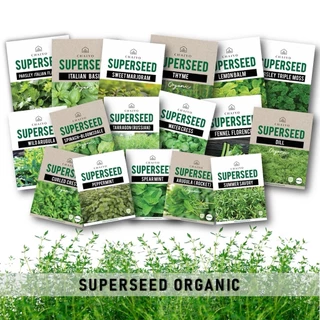 เมล็ด CATNIP และ เมล็ดสมุนไพรออร์แกนิค Herbs Seeds