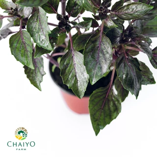 ต้น เบซิล ดาร์ค โอปอล โหระพาใบม่วง ออร์แกนิค Basil Purple Dark Opal (Organic) กระถาง 4 นิ้ว และ 6 นิ้ว