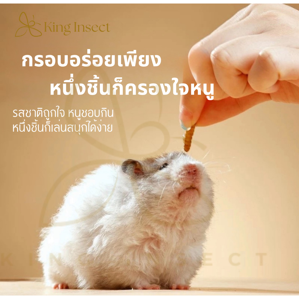 King Insect  BSF หนอนแมลงวันลาย อบแห้ง  สำหรับสัตว์เลี้ยง ชูการ์ หนู กระรอก ลิง บุชเบบี้