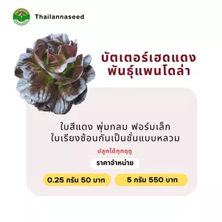 เมล็ดพันธุ์ผักสลัด บัตเตอร์เฮดแดง พันธุ์แพนโดล่า ( ขนาด 0.25 กรัม ) ( เมล็ดเปลือย ) รหัสสินค้า 3015