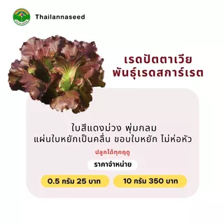 เมล็ดพันธุ์ผักสลัด เรดปัตตาเวีย พันธุ์เรดสการ์เรต ( ขนาด 0.5 กรัม ) ( เมล็ดเปลือย ) รหัสสินค้า 3029