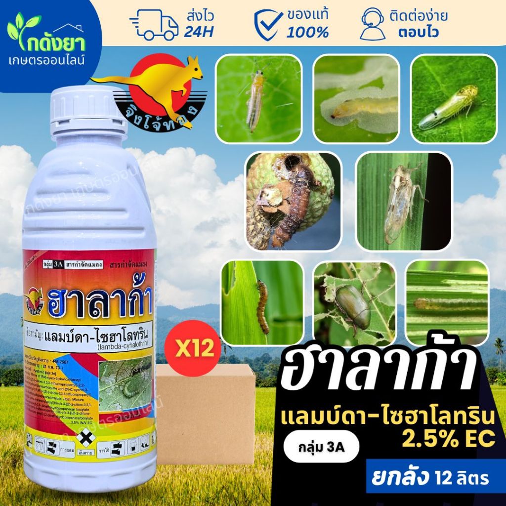ฮาลาก้า (ยกลัง 12ลิตร) แลมดาไซฮาโลทริน ตราจิงโจ้ทอง ยาน๊อค สูตรเย็น