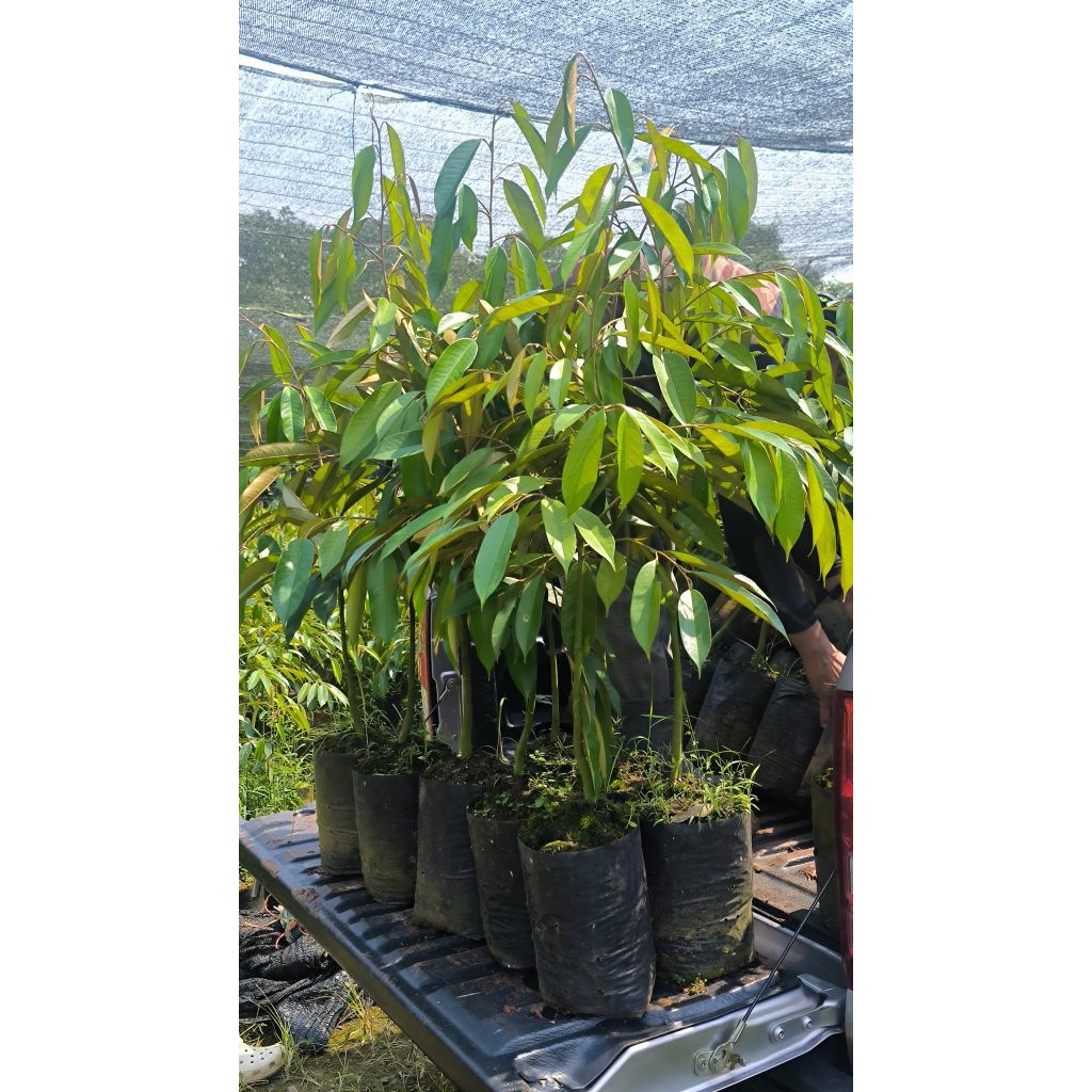 🌳​ต้นทุเรียนหมอนทองจันทบุรี🍂กิ่งกะโดง(เสียบยอด)​ถุงเบอร์10​สูงประมาณ90เซนขึ้นไปแพคสูงสุดได้กล่องละ4ต้น