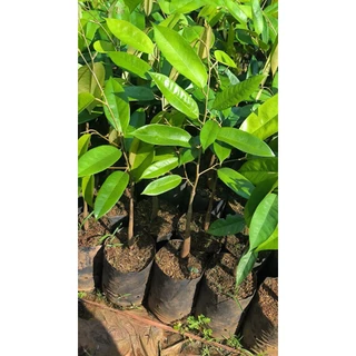 ต้นทุเรียนหมอนทองจันทบุรี(เสียบยอด)​🍁ถุงเบอร์7🍁ซื้อ10ต้นแถม1​ต้น(สั่งซื้อขั้นต่ำ 4 ต้น)
