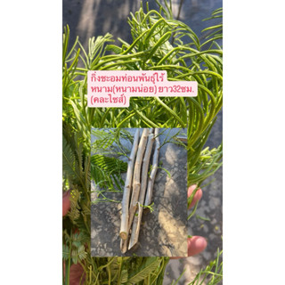 10แถม2กิ่งชะอมท่อนพันธุ์ไร้หนาม(หนามน้อย) ยาว32ซม.(คละไซส์)