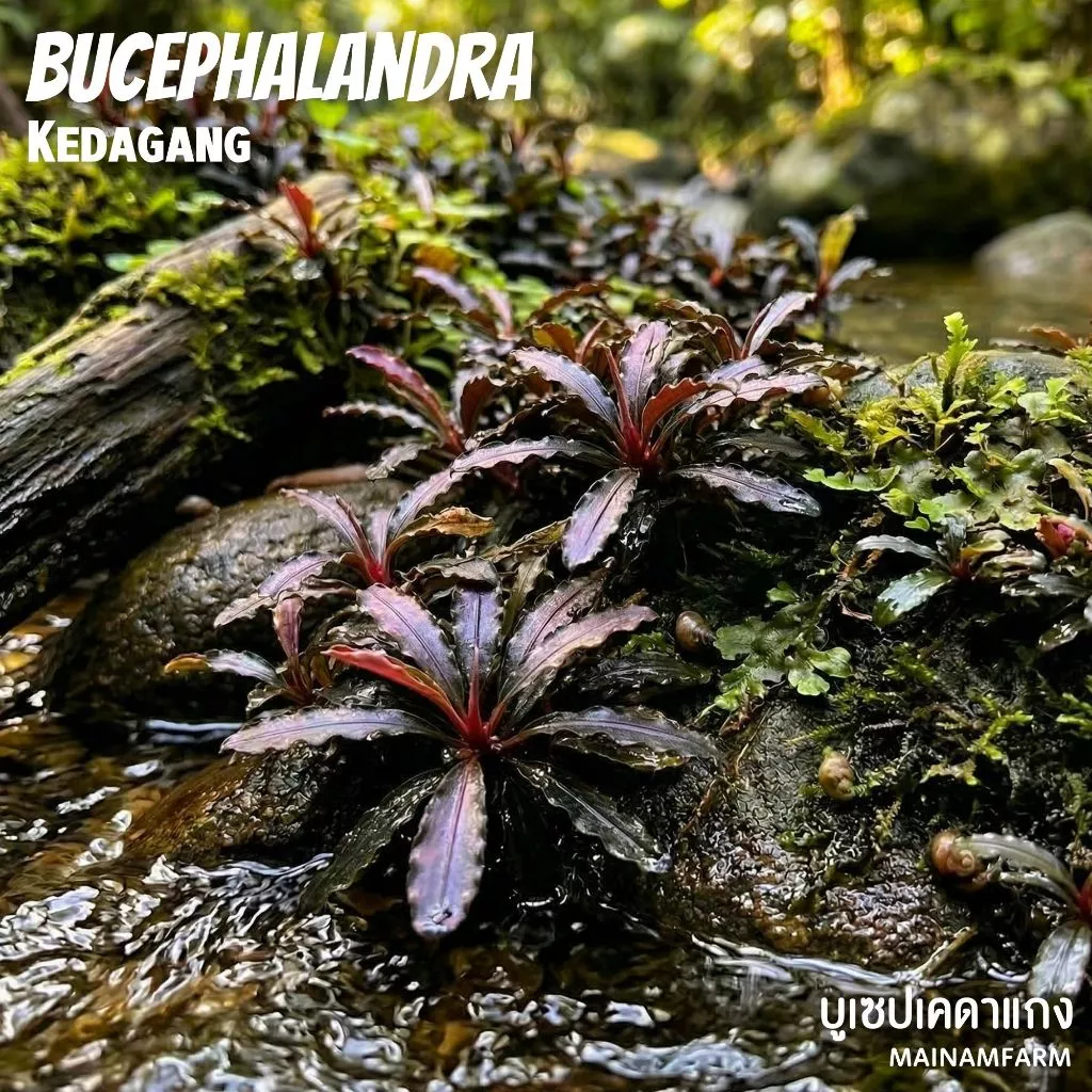 บูเซปเคดาแกง ‘แดง’ (ก็อตซิลล่า) เลือกขนาดได้ – Bucephalandra Kedagang 'Red' (Godzilla) ต้นไม้น้ำ