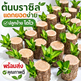 ไม้มงคลบราซิล ต้นวาสนา ปลูกน้ำง่าย โตไว เสริมโชคลาภ ฟอกอากาศ วางโต๊ะทำงาน ตกแต่งบ้าน สายมูห้ามพลาด พร้อมส่ง