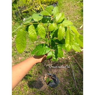 ต้นมะหวด #กำซำ ต้นเพาะเมล็ด สูง 30-60 ซม. จัดชุด 2 ต้น