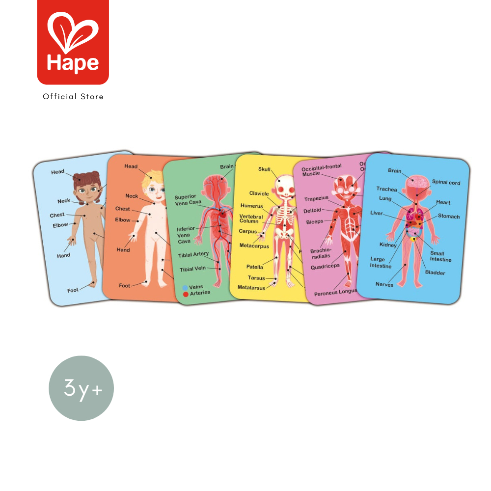 HAPE Human Body Magnetic Puzzle أحجية جسم الإنسان المغناطيسية 3Y+ صورة 6