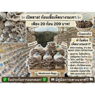 ก้อนเชื้อนางรมเทา(นางฟ้าเทา) 20ก้อน พร้อมคู่มือ รับประกันการ…