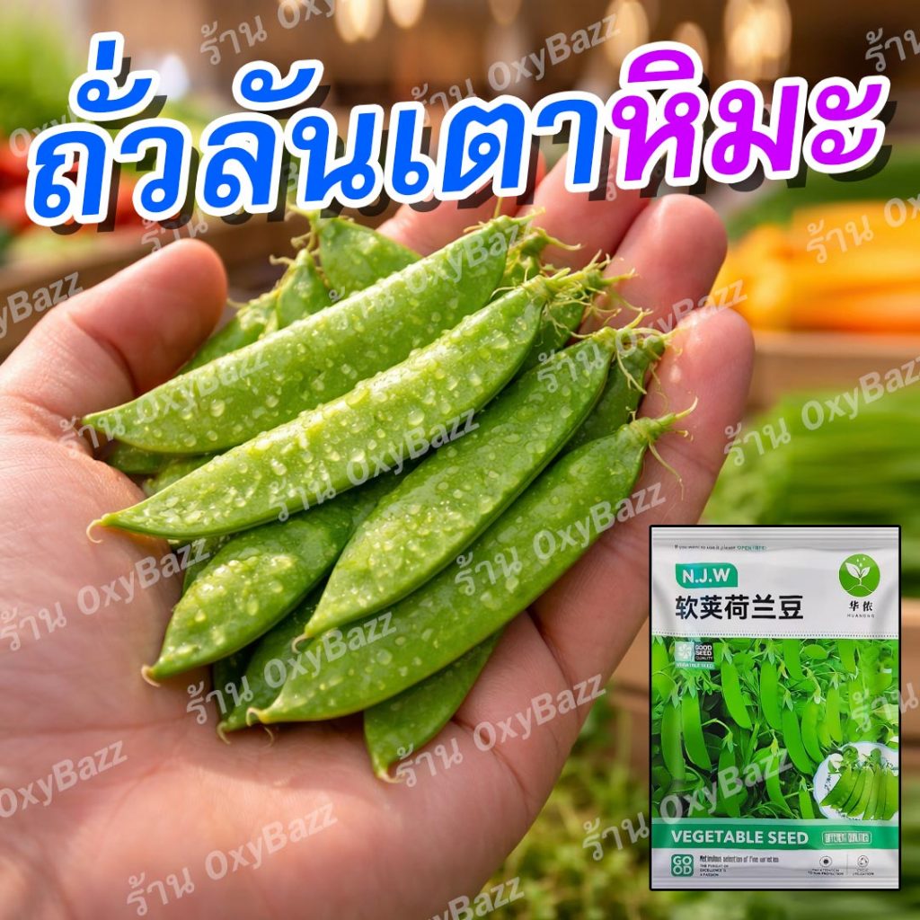 เมล็ดพันธุ์ถั่วลันเตาหิมะ 40 เมล็ด Snow Pea เมล็ดงอกง่าย ฝักกรอบหวาน ปลูกง่าย โตไว