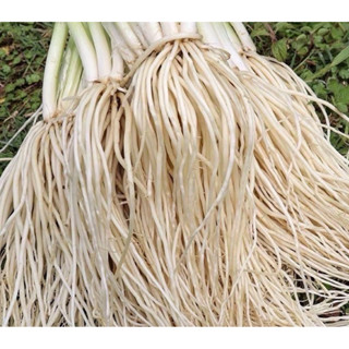 #fifashope #รากชู #รากหอมชู 1กิโลกรัม สดใหม่พร้อมส่ง